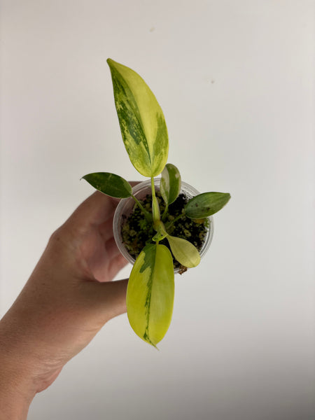philodendron kitina variegated D