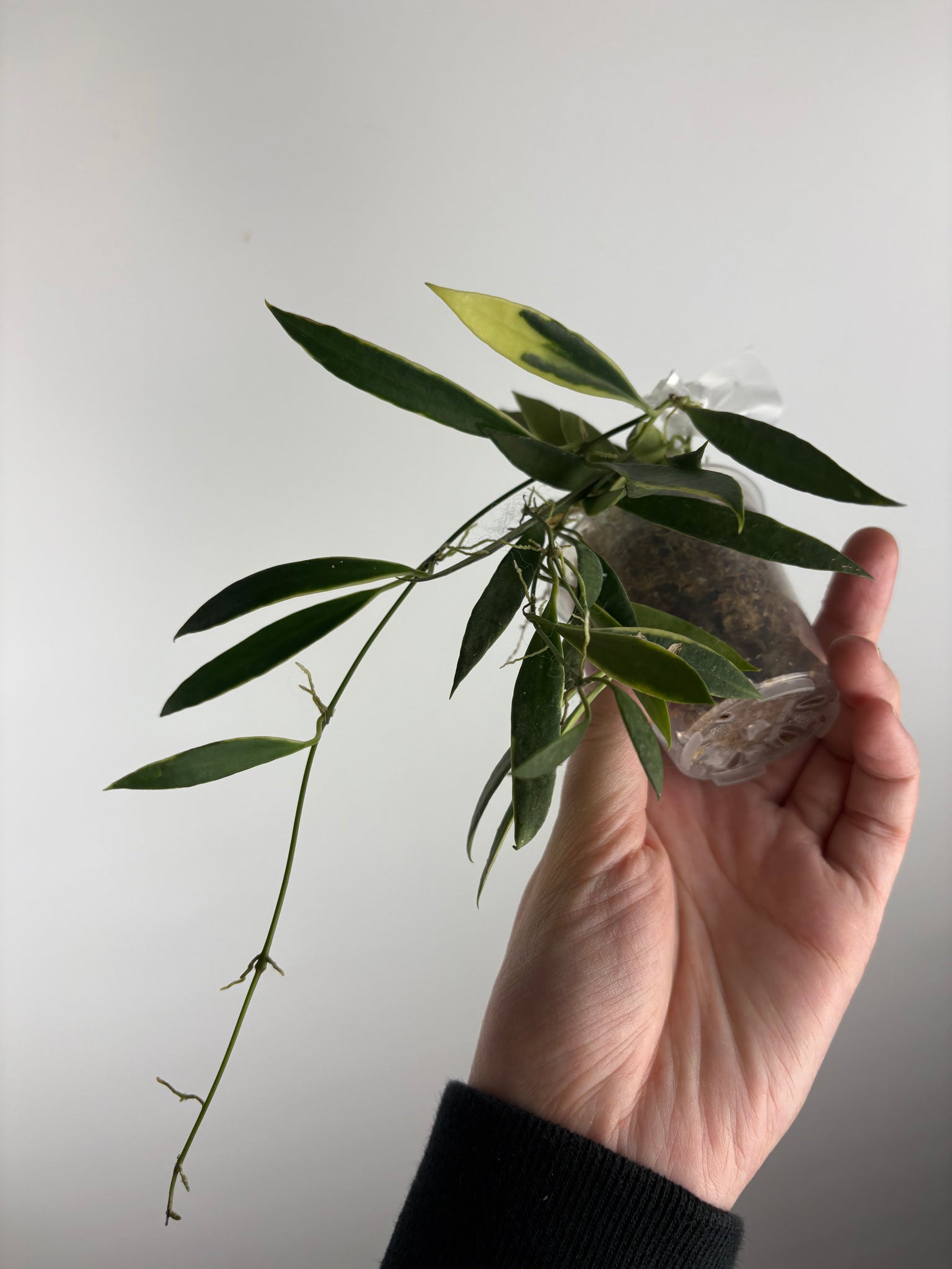 hoya tsangii albomarginata D