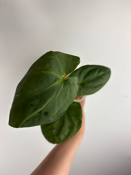 Anthurium Goliath C2