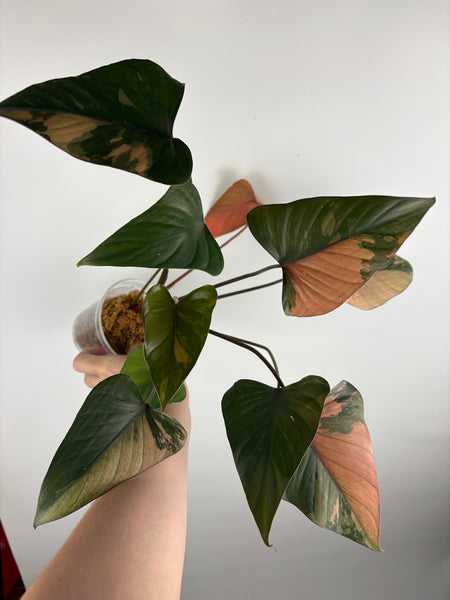 Homalomena pink diamond (Thailand) G