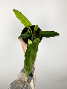 Alocasia lauterbachiana variegated 4 inch pot B