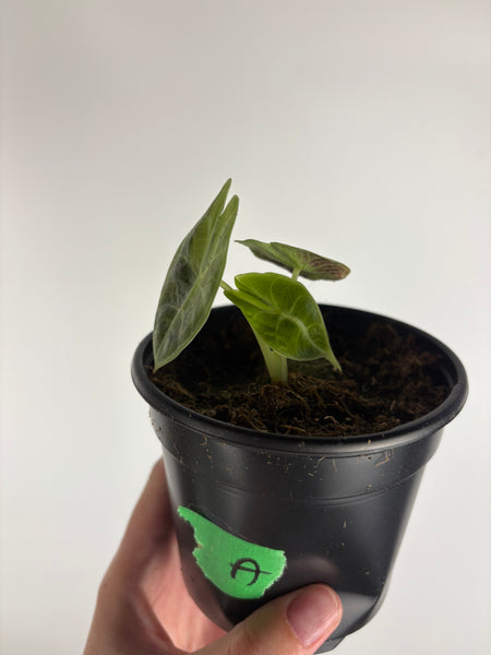 Alocasia Watsoniana variegated aurea A
