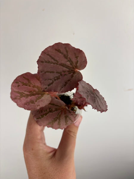 Begonia mystery Martin