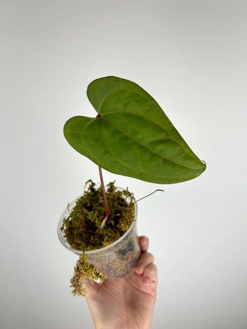 Anthurium papillilaminum Red stem B