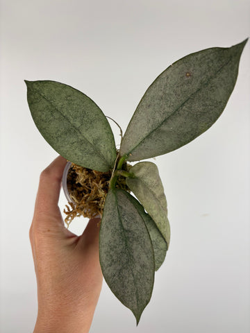Hoya mitrata silver sp kapuas hulu 9
