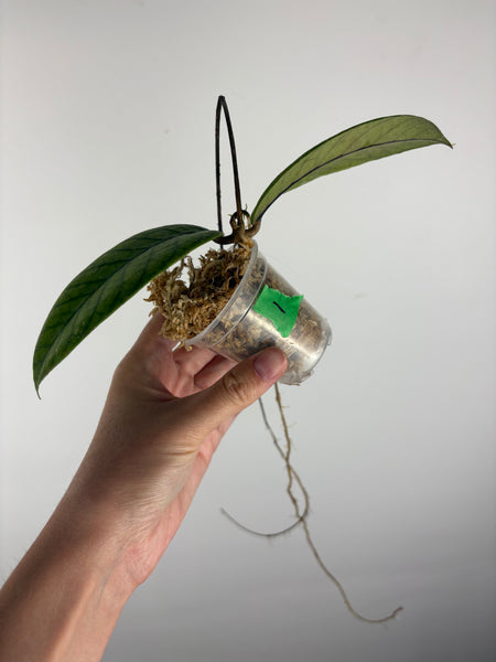 Hoya Meredithii Sp Aceh 1B