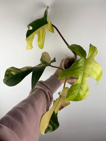 Philodendron Florida beauty x Squamiferum variegated top cut