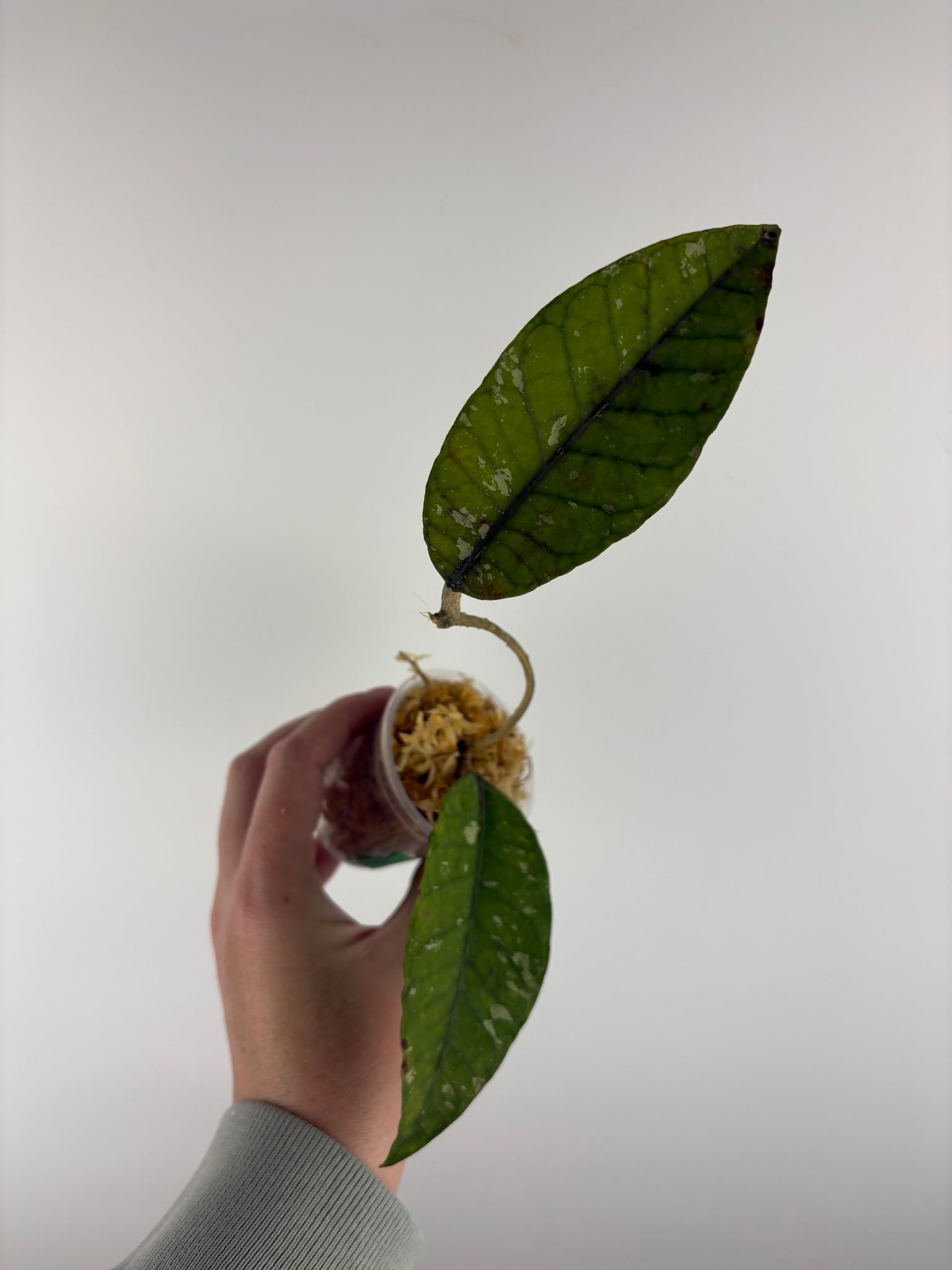 Hoya sp. Aceh 'Bur Perlak' A