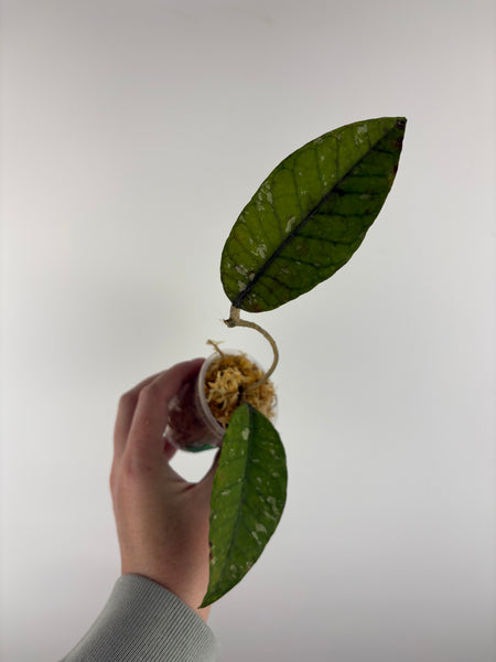 Hoya sp. Aceh 'Bur Perlak' A