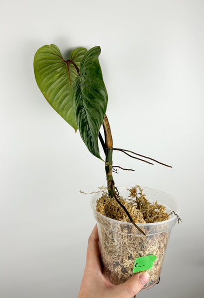 Philodendron sodiroi C AS IS