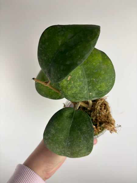 Hoya vertcillica sp tanggamus C