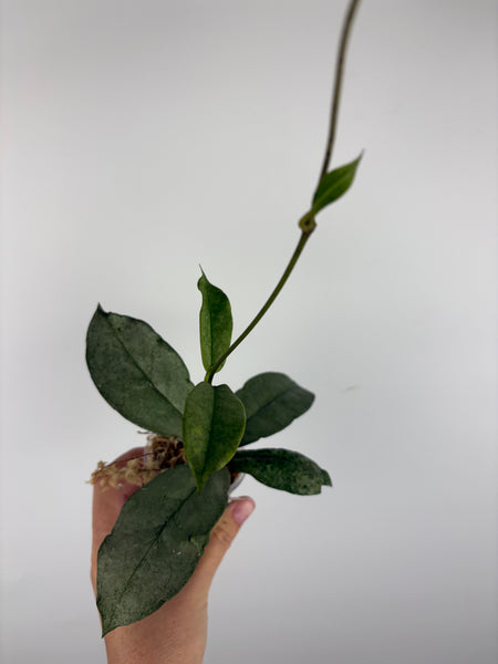 Hoya mitrata silver sp kapuas hulu 5