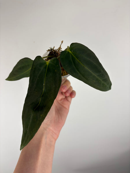Anthurium blue papi A