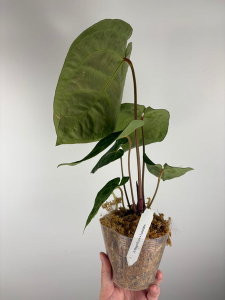 Anthurium magnificum x luxurians