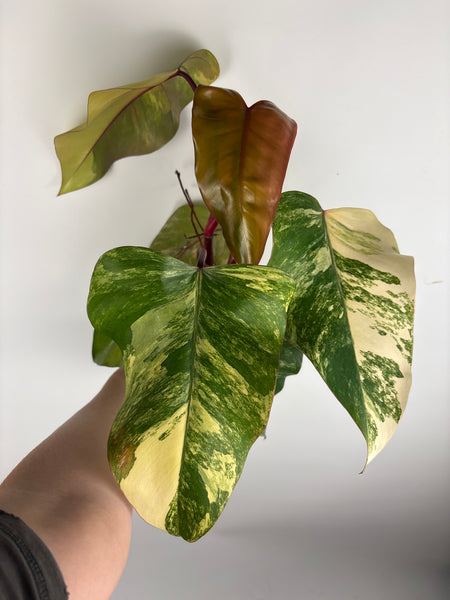 Philodendron strawberry shake A