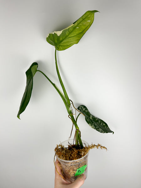 syngonium chiapense variegated B