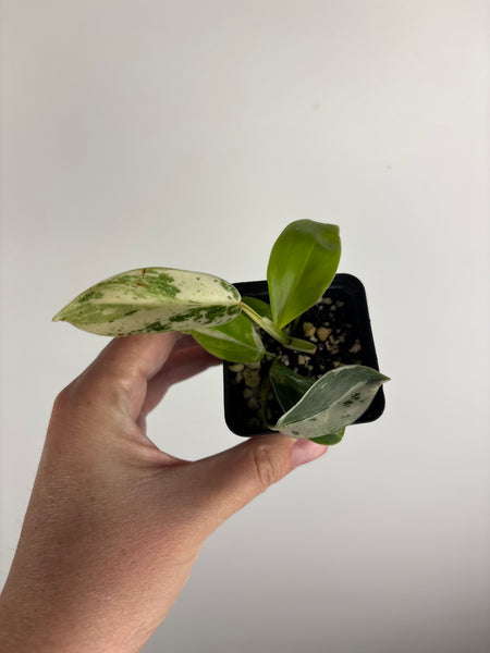 philodendron emerald ice