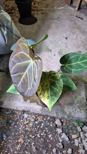 Anthurium black venom variegated