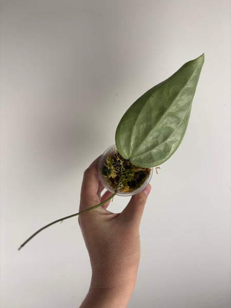 Hoya Glabra silver