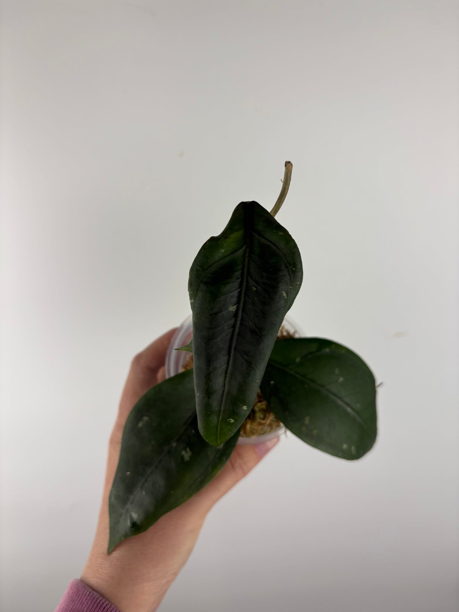 Hoya sp aceh Gomas 3B