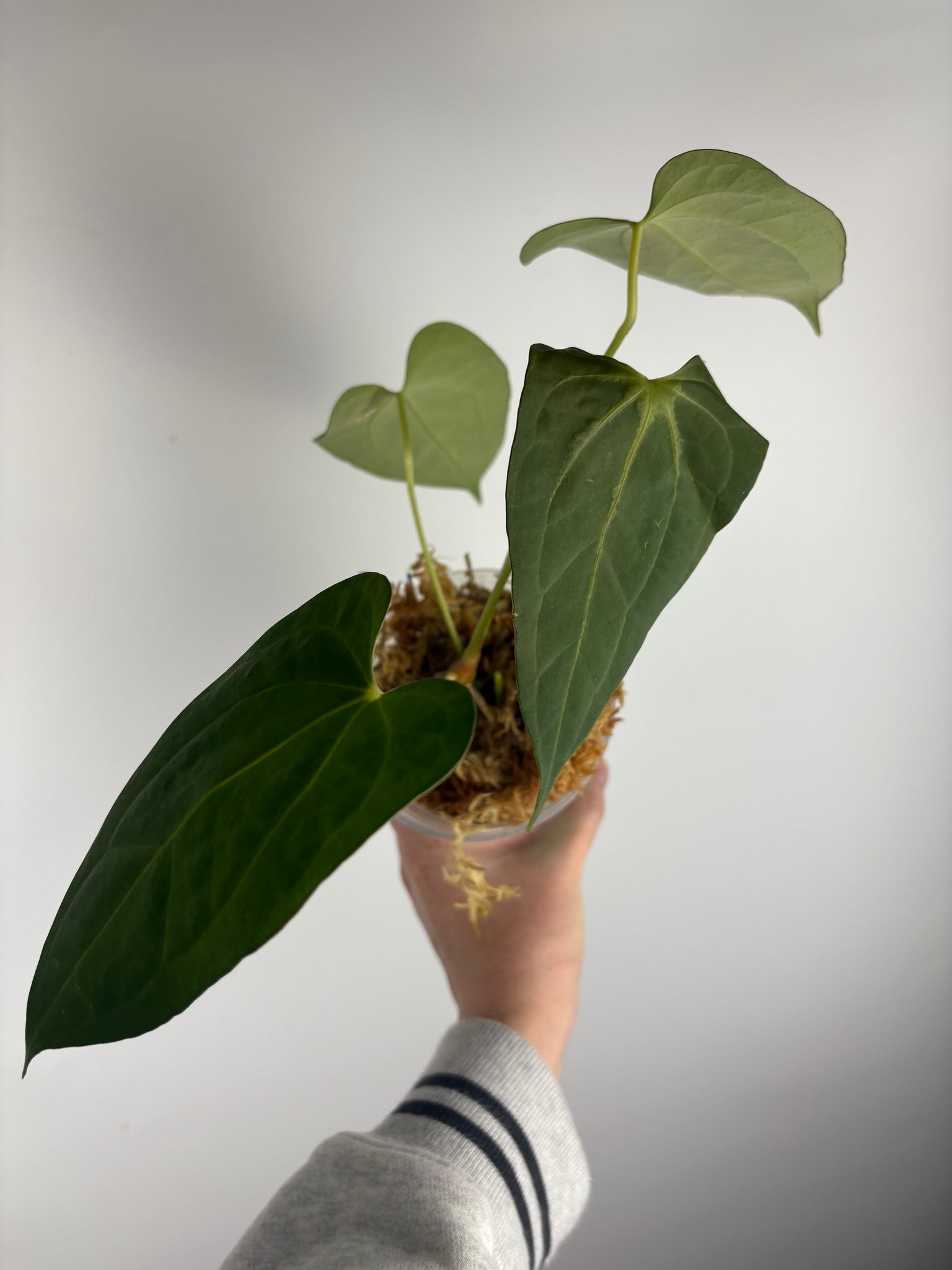 Anthurium dark pheonix x nero C