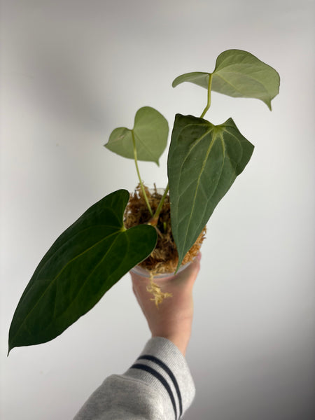 Anthurium dark pheonix x nero C