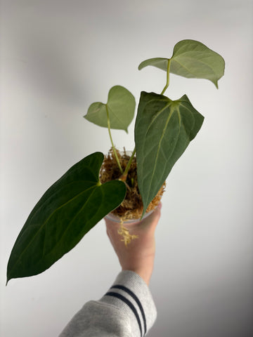 Anthurium dark pheonix x nero C