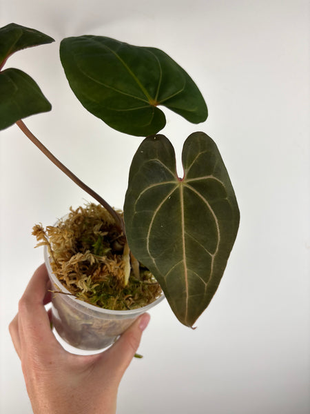 Anthurium Bvit x rvdp A22