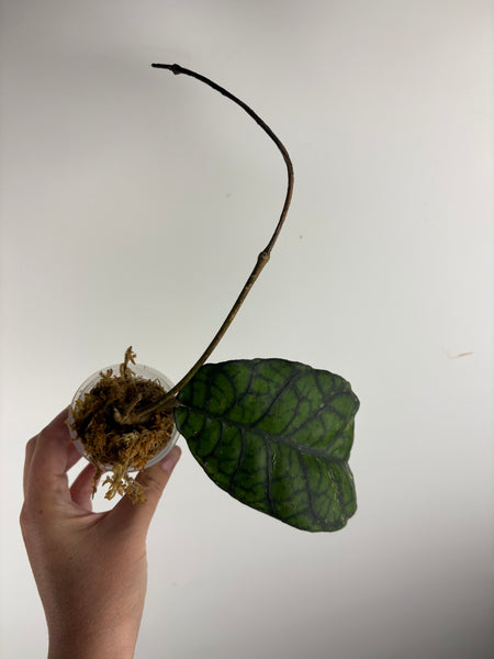 hoya callistophylla obsidian B