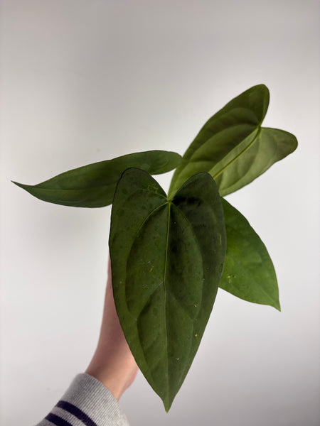 Anthurium Corduroy x dark pheonix B