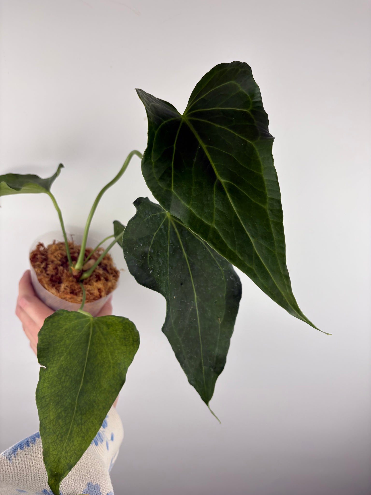 Anthurium delta force D2