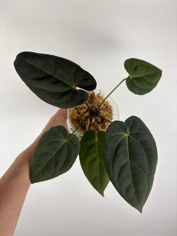 Anthurium AOS x blue papi 5