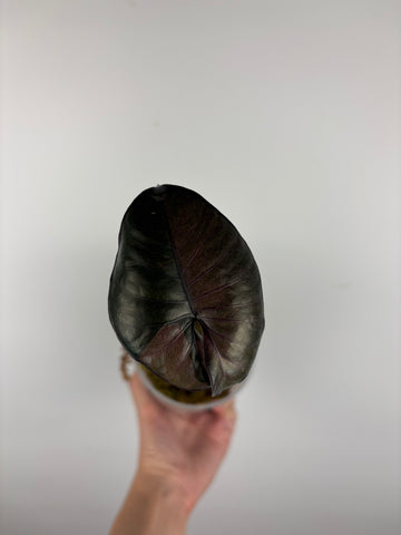 Alocasia Serendipity variegated C