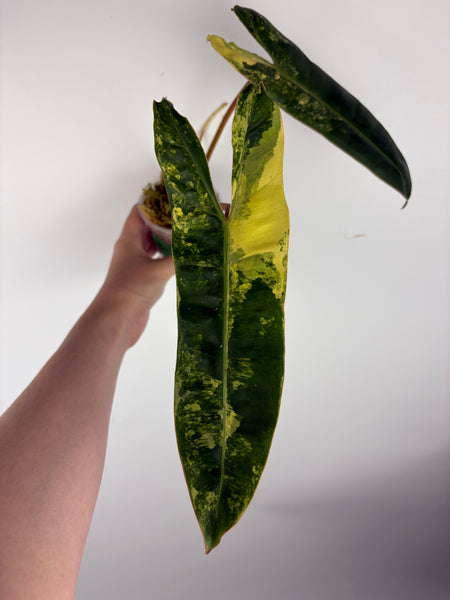 Philodendron billietiae variegated D