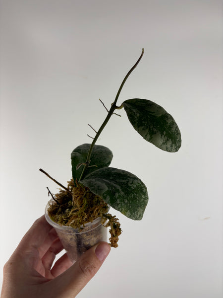 hoya waymaniae cloudy sky