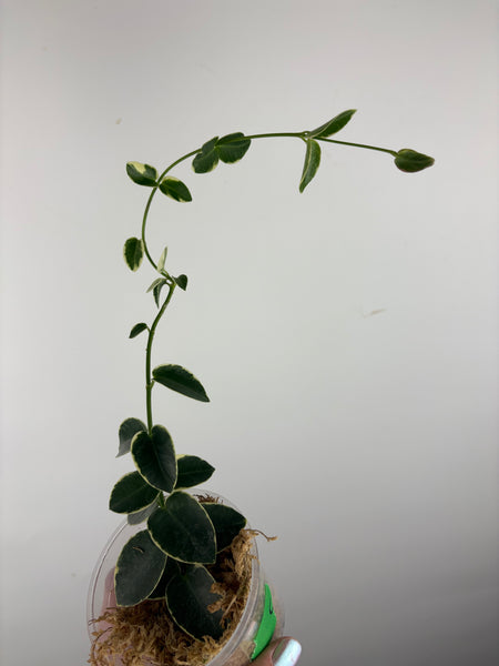 hoya cumingiana albo C