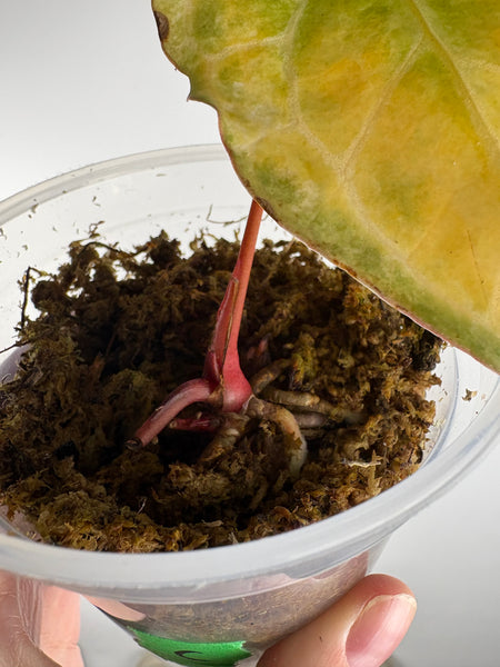 Anthurium crystallinum Petir variegated as is top cut multiple growth points