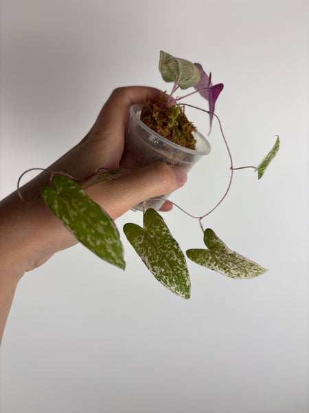 Dioscorea ballerina (Thailand)
