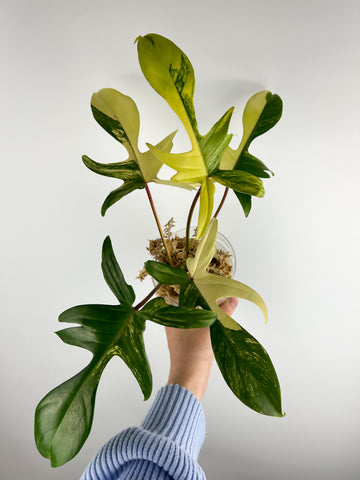 Philodendron Florida beauty B