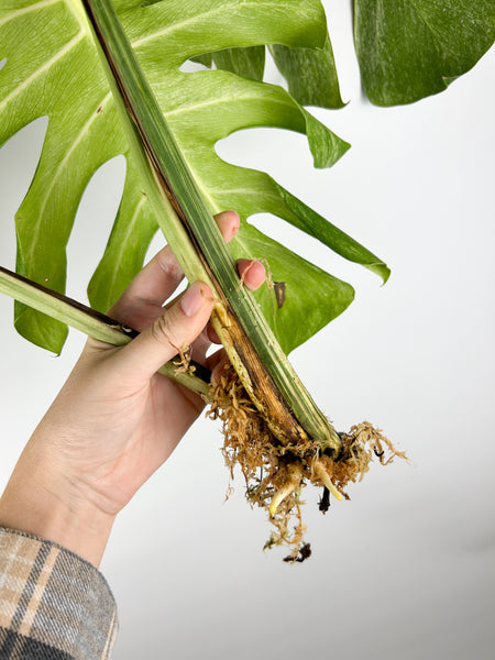 Monstera mint - large plant lightly rooted