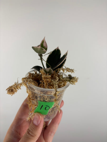 Hoya lacunosa 'Asami' (Wonosobo) 10