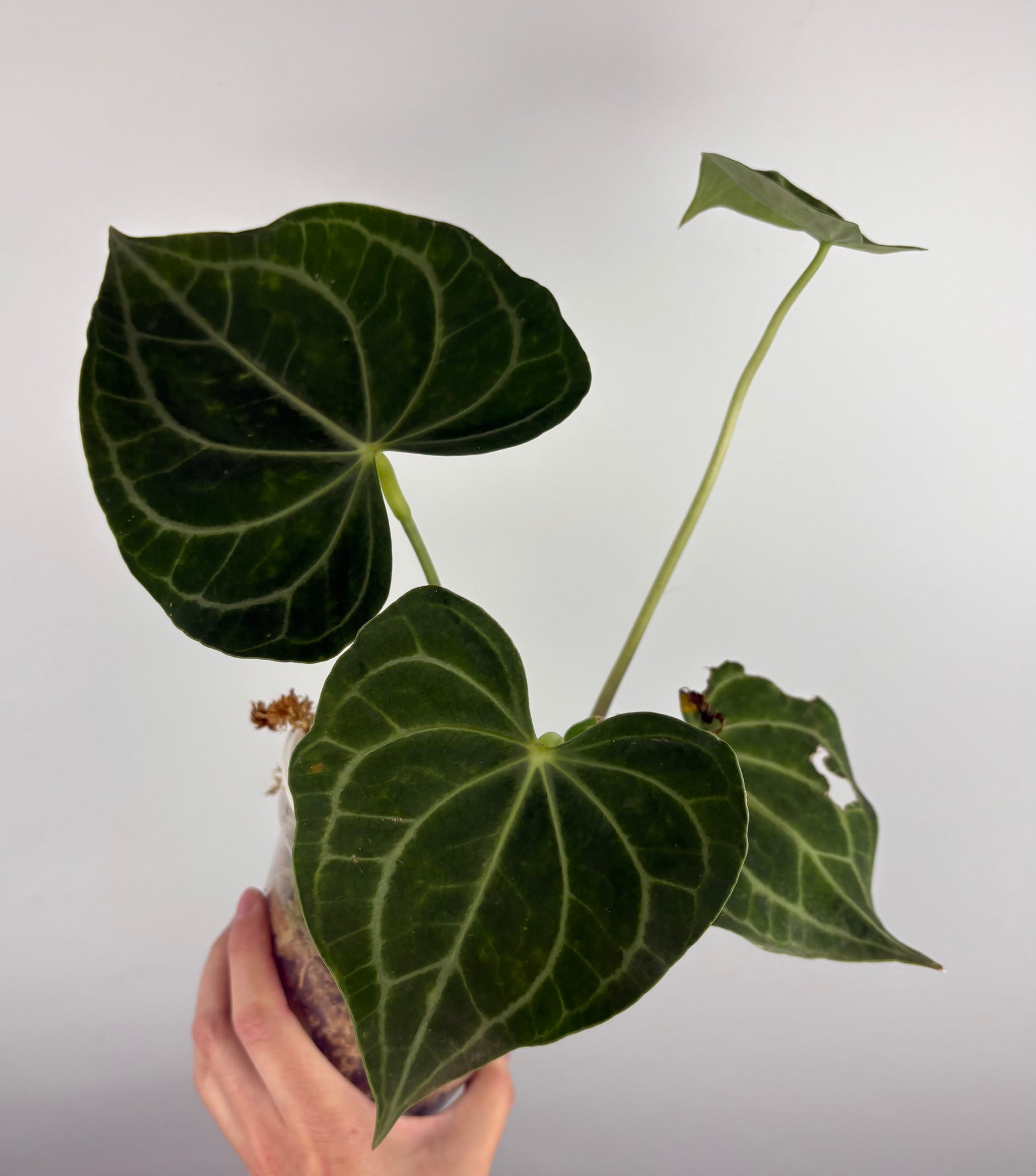 Anthurium clarinervium white spider D