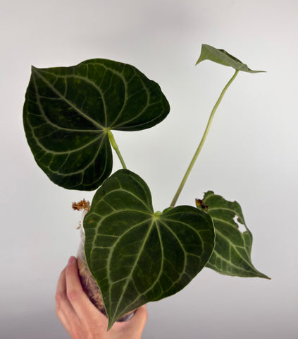 Anthurium clarinervium white spider D