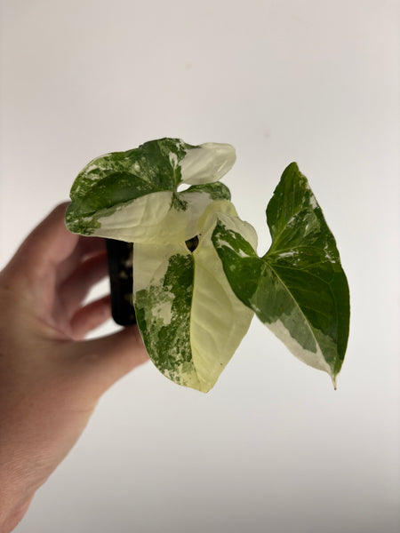 Syngonium albo