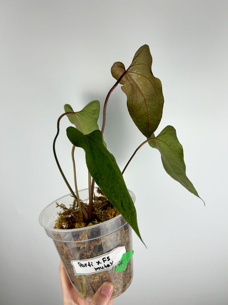 Anthurium portillae x fort sherman mutation A