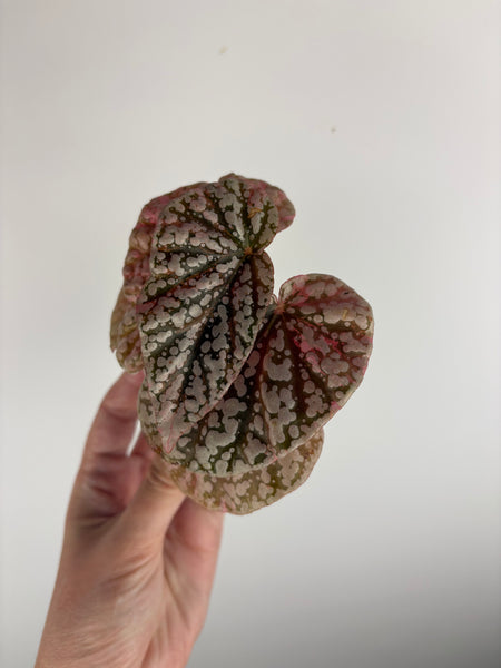 begonia snow capped variegated A