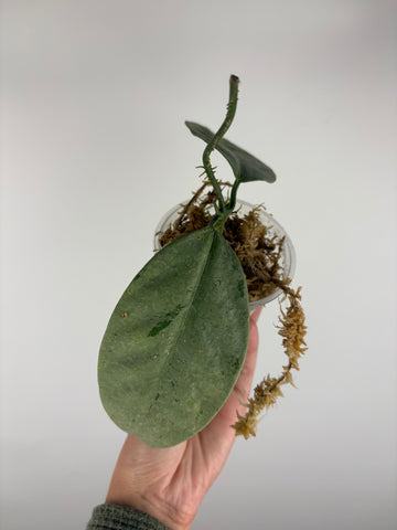 hoya coriacea silver 3