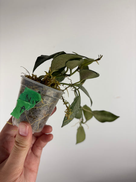 hoya lacunosa nirwana A