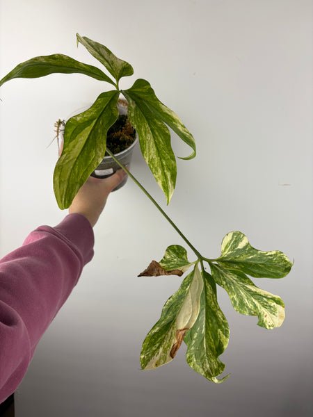 Anthurium clavigerum variegated
