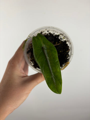 Alocasia scalprum aurea variegated 2